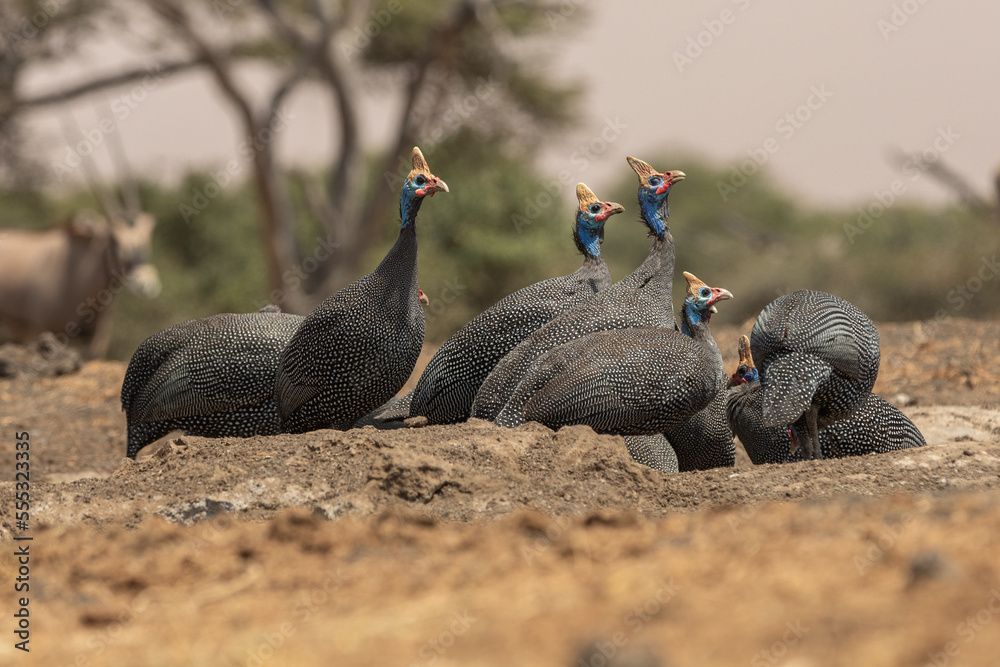 The helmeted guineafowl is the best known of the guineafowl bird family, Numididae, and the only member of the genus Numida. The helmeted guineafowl is the best known of the guineafowl bird family, Numididae, and the only member of the genus Numida.