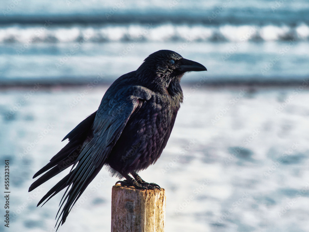 Fototapeta premium crow on a fence