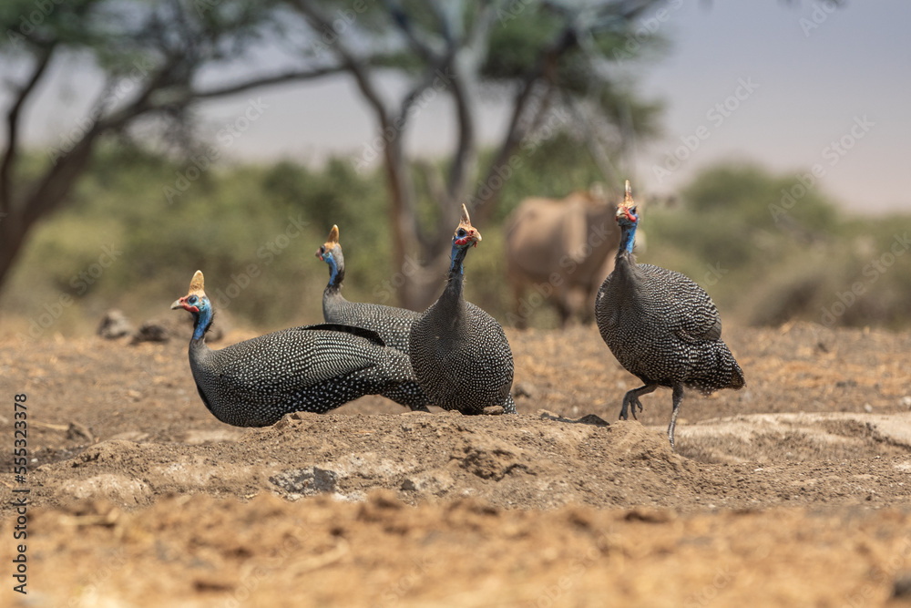 The helmeted guineafowl is the best known of the guineafowl bird family, Numididae, and the only member of the genus Numida. The helmeted guineafowl is the best known of the guineafowl bird family, Numididae, and the only member of the genus Numida.