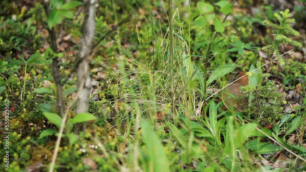 Red Squirrel Eats Food in Grass Red Squirrel Eats Food in Grass