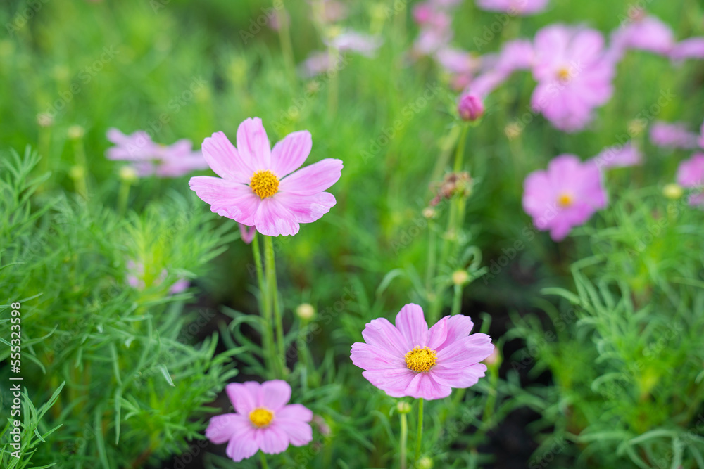closeup nature view of cosmos flower background. garden park and outdoor. closeup nature view of cosmos flower background. garden park and outdoor.