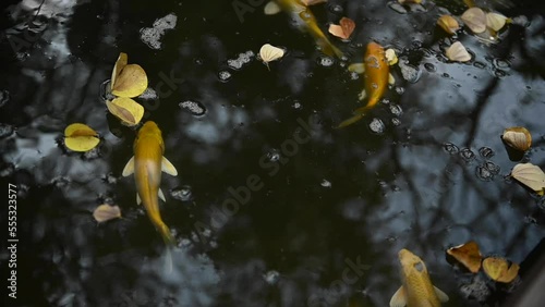 Many colorful koi fish swim in the pool.
