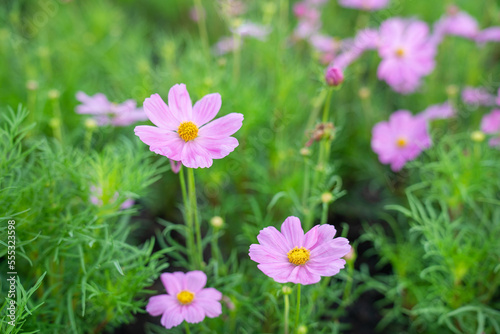 closeup nature view of cosmos flower background. garden park and outdoor.
