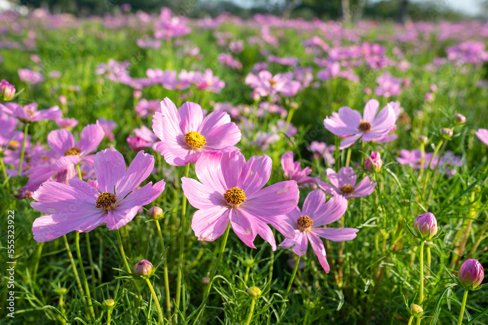 closeup nature view of cosmos flower background. garden park and outdoor. closeup nature view of cosmos flower background. garden park and outdoor.