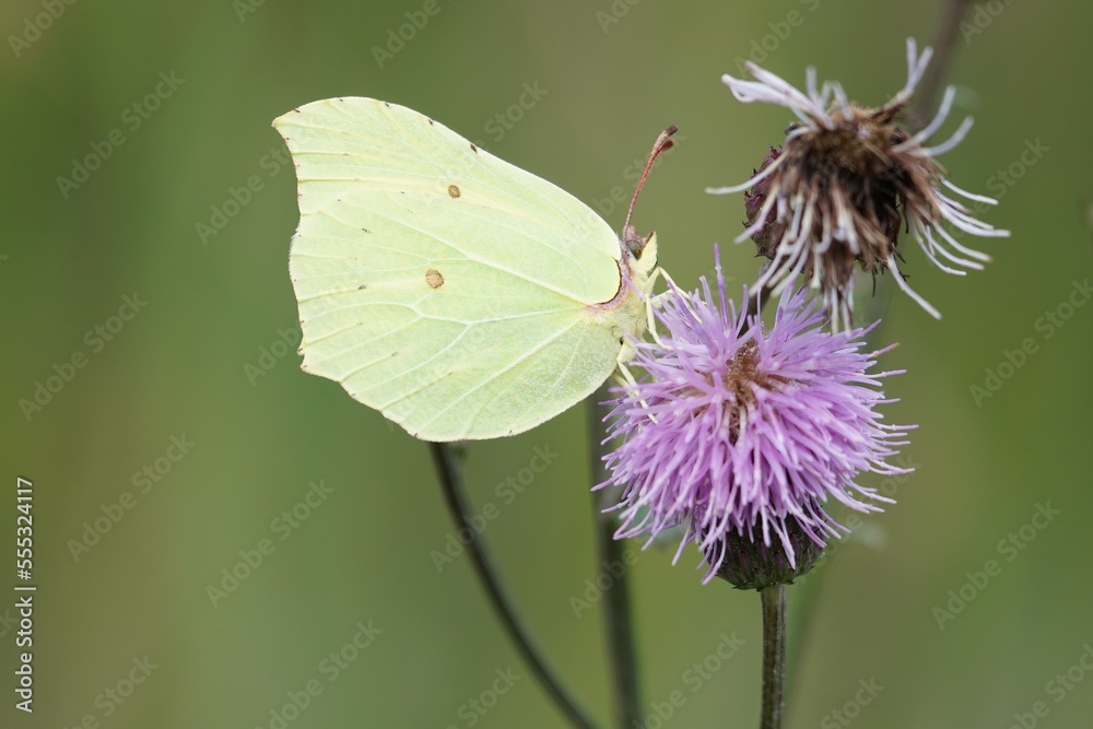 butterfly on flower butterfly on flower