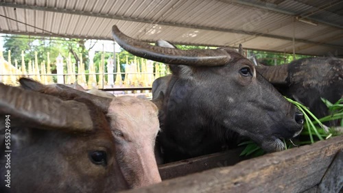 Agriculture on the farm, cows or buffaloes grazing, animals