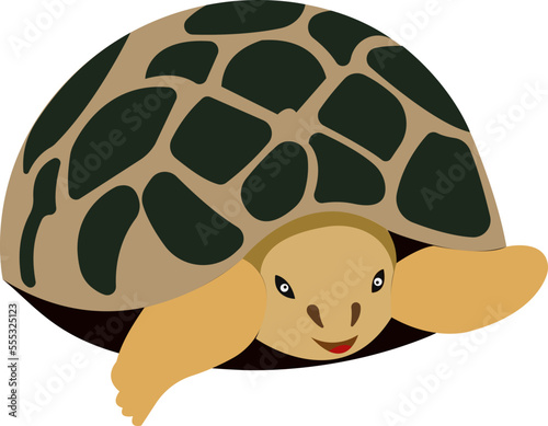 Cartoon turtle. Turtle with a shell. Wild animal.
