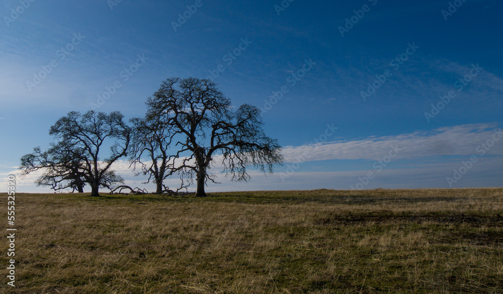 Oak trees in an open field in winter 
