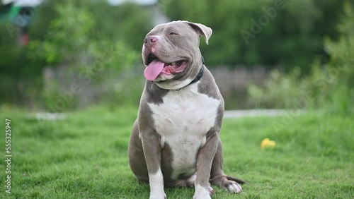American bully cute dog on the grass