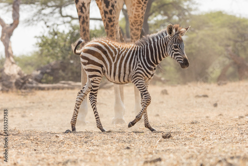 A zebra foal at a water hole with a giraffe in the background. 