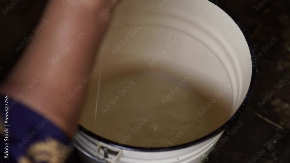 Dairy farm. Fresh milk. Woman milking a cow. Milk a cow. Raw milk after