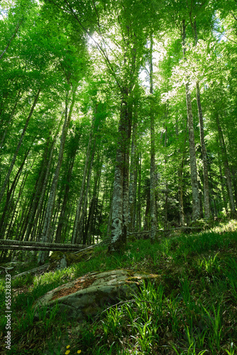 beech forest in the irati forest  Navarra  Spain