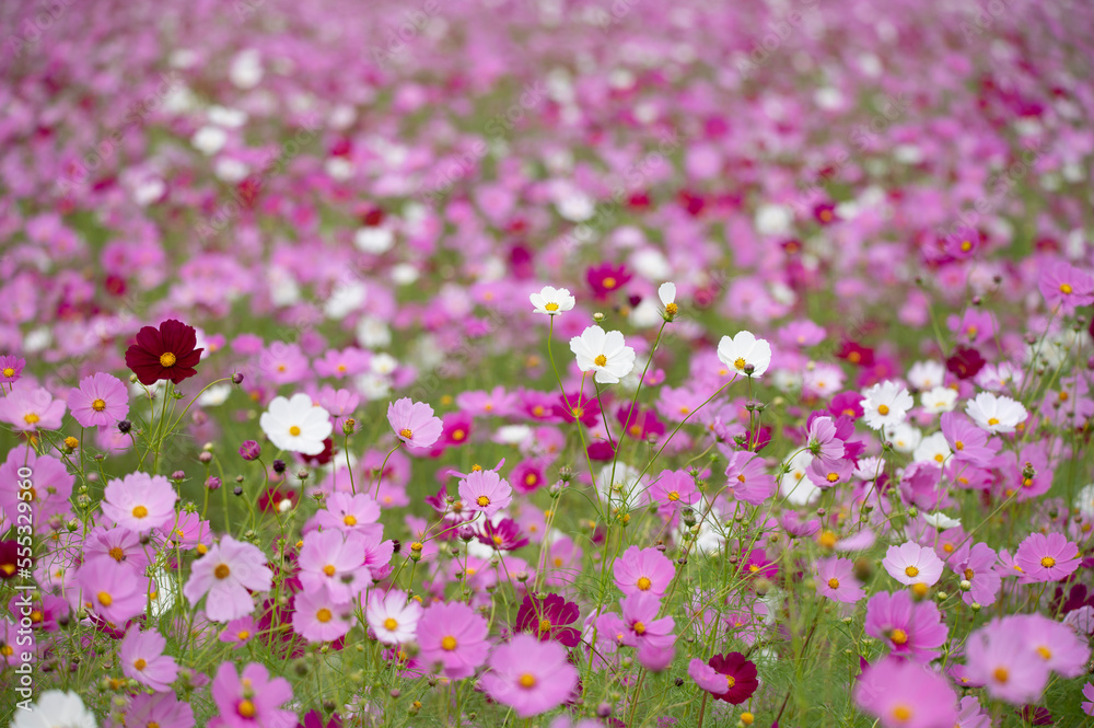 Obraz premium 秋桜