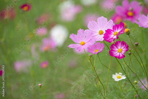 秋桜