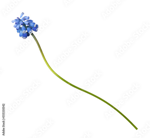 Small blue flowers of musca...