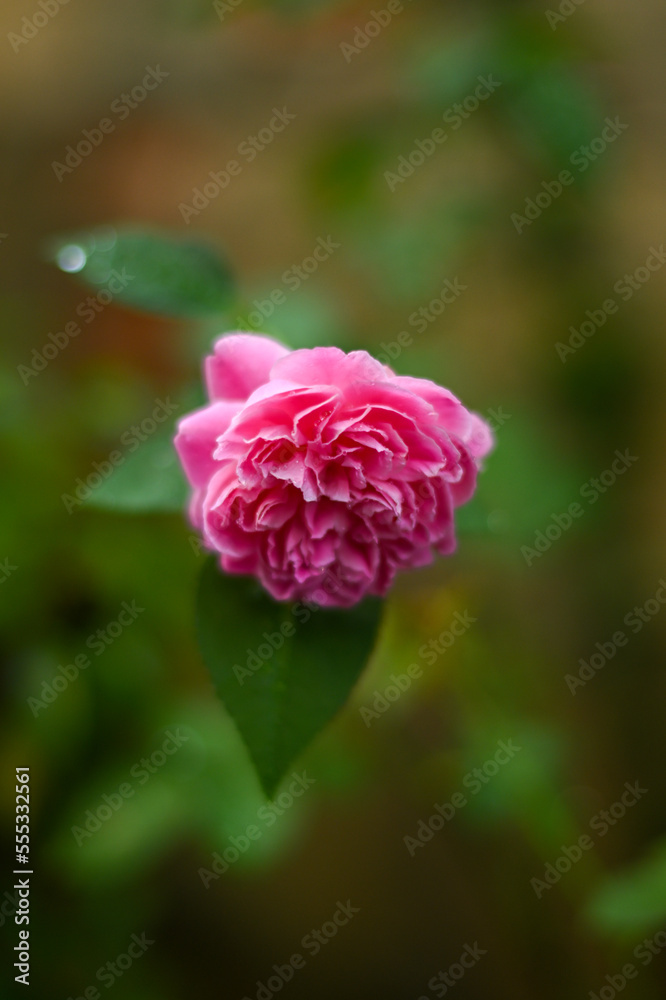 one rose pink on tree