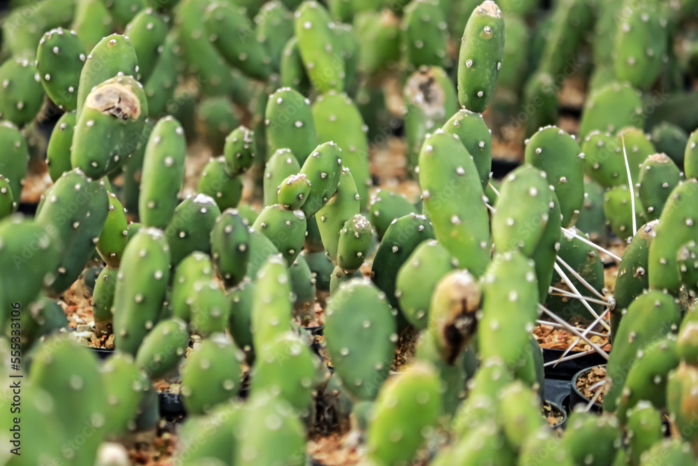 The cactus in the farm The cactus in the farm