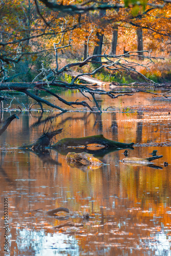 Old River Snags Against Dried Brown Trees and Field Grass in Autumn Against Seasonal Scenery in Polesye Natural Resort. photo