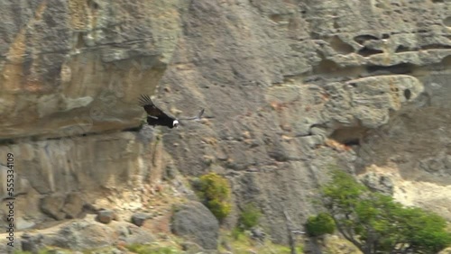 Big condor vulture gliding through a mountainous landscape.
