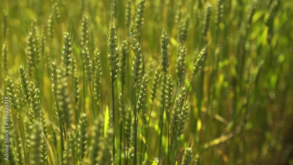 4K. Wheat field. Wheat ears close-up. The concept of harvesting and harvesting. 4K. Wheat field. Wheat ears close-up. The concept of harvesting and harvesting.