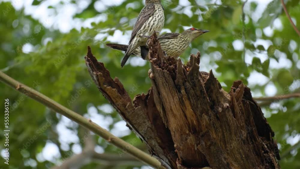 Pair of Asian Glossy Starlings Fighting Protecting Nest from Stranger (Aplonis panayensis) Pair of Asian Glossy Starlings Fighting Protecting Nest from Stranger (Aplonis panayensis)