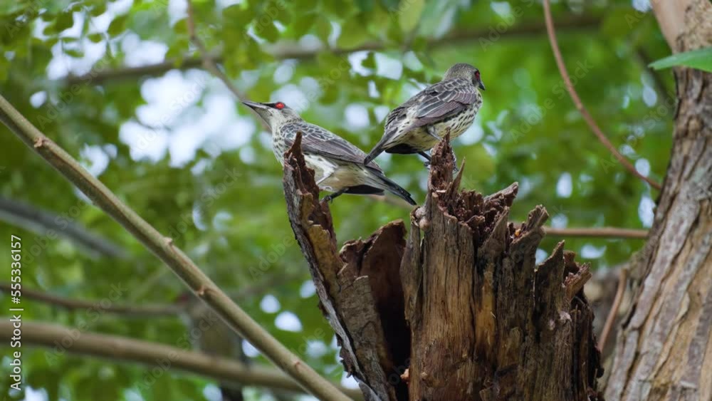 Immature Asian Glossy Starlings Group Perched on Branch in Forest (Aplonis panayensis), Preening Scratching Head in Philippines Immature Asian Glossy Starlings Group Perched on Branch in Forest (Aplonis panayensis), Preening Scratching Head in Philippines