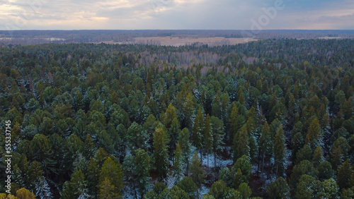 green winter forest aerial view © Maxim