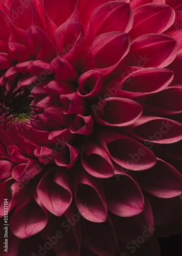 magenta red dahlia flower photo