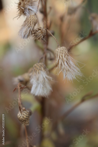 Autumn came, flowers and plants turned yellow, reddened and withered, turned yellow and turned brown.
