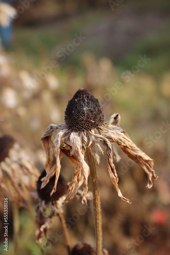 Autumn came, flowers and plants turned yellow, reddened and withered, turned yellow and turned brown.