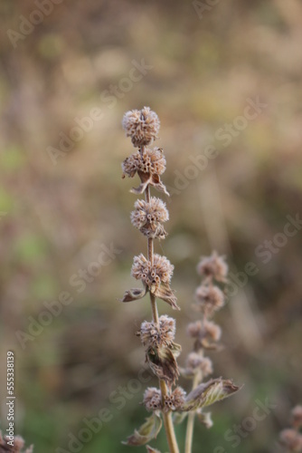 Autumn came, flowers and plants turned yellow, reddened and withered, turned yellow and turned brown.