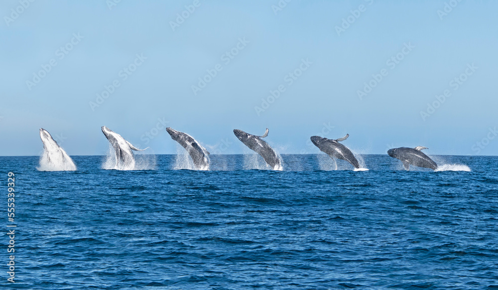 Fototapeta premium Humpback Whale Breaching