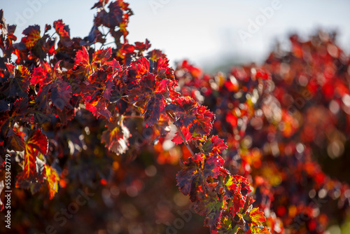  A bunch of grapes lighting by the sun. Wine making  alcoholic beverages