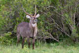 large male waterbuck with horns in a clearing