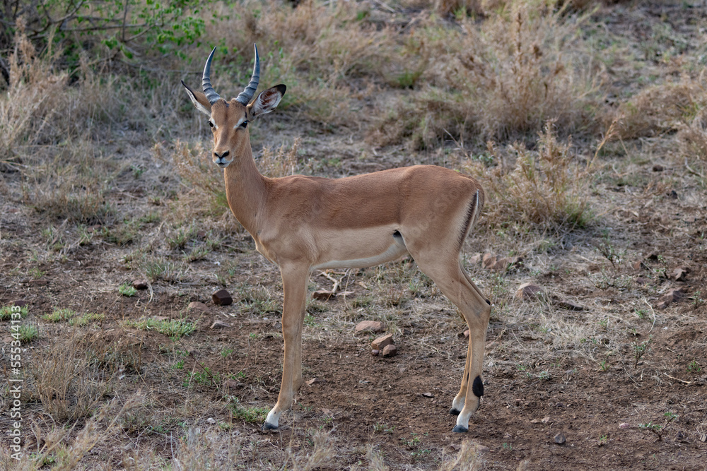 Portrait of an Impala antelope