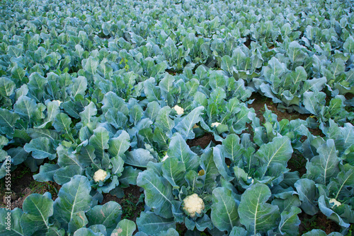 Wallpaper Mural Fresh Cauliflower the raw vegetable grows in organic soil in the garden. Organic farming of fresh cauliflower plantation Torontodigital.ca
