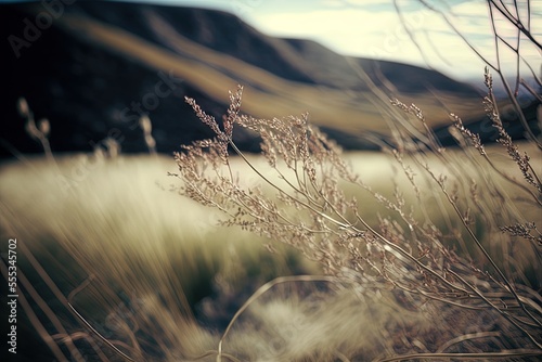 Branches of sweetgrass in the hills, captured with a shallow depth of field. Generative AI photo