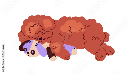 Cute dog of Poodle breed sleeping with toy. Little puppy asleep. Adorable sleepy doggy, curly fluffy fuzzy pup. Canine animal lying, relaxing. Flat vector illustration isolated on white background