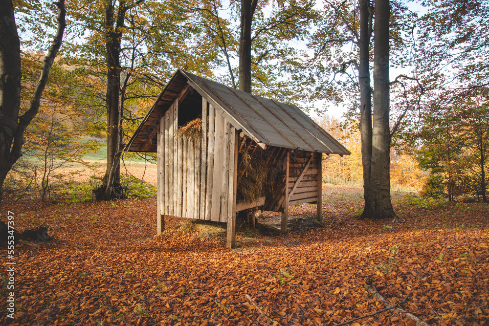 Wooden feeder with food for forest animals surrounded by fallen red leaves. Mojtin, Strazov mountains, Slovakia Wooden feeder with food for forest animals surrounded by fallen red leaves. Mojtin, Strazov mountains, Slovakia