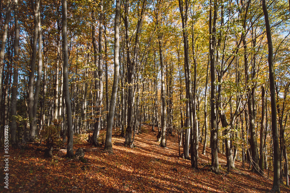Red and orange warm sun illuminates the orange-red forest and forest path. Mojtin, Strazov mountains, Slovakia, Eastern Europe Red and orange warm sun illuminates the orange-red forest and forest path. Mojtin, Strazov mountains, Slovakia, Eastern Europe