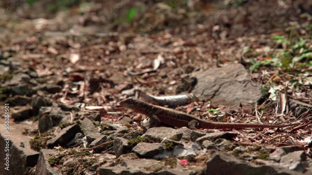 lizard on a stone in the forest lizard on a stone in the forest