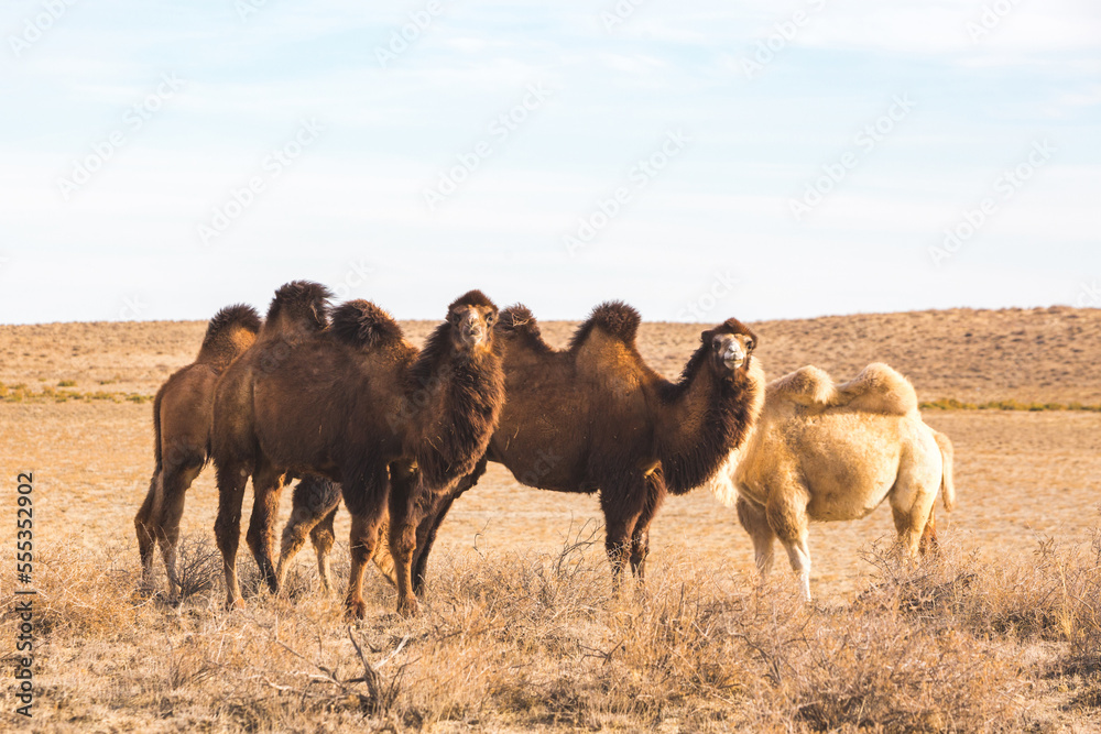 Obraz premium Bactrian camels in the steppe of Kazakhstan