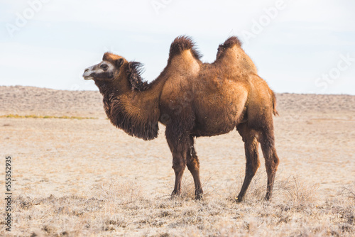 One Bactrian camel in Kazakhstan