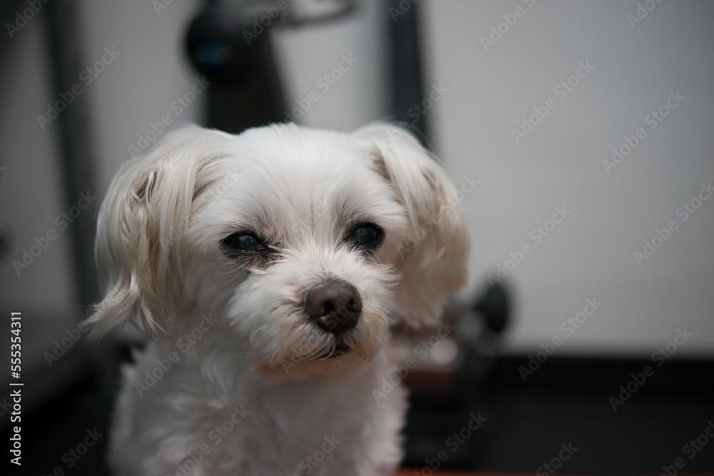 16 years old Maltese 16 years old Maltese