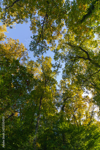 Forest view in wide angle vertical shot. Carbon neutrality concept photo