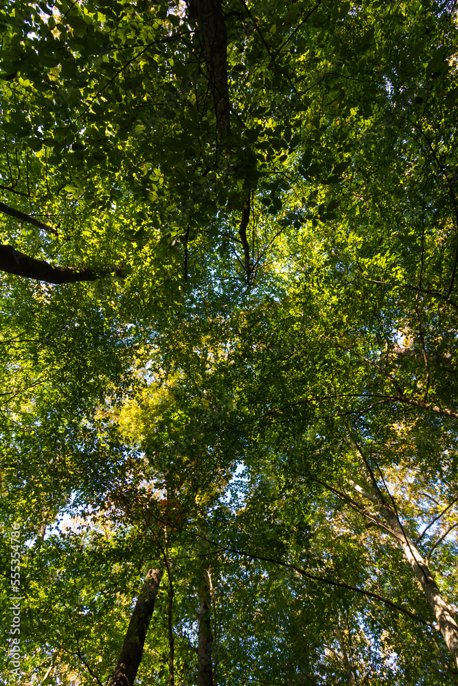 Lush forest view. Forest background vertical photo. Carbon neutrality concept Lush forest view. Forest background vertical photo. Carbon neutrality concept