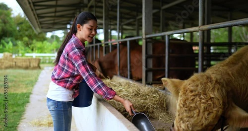 Asian pretty agricultural cattle farmer woman wearing plaid shirt and jeans work in farm, she feeding Pellets for better Beef meat quality of Beef Production Facility