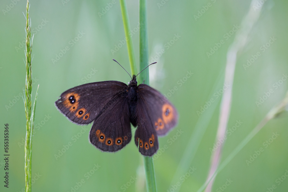 Obraz premium Erebia medusa (Woodland Ringlet) butterfly of the family Nymphalidae. The subject of entomology, pollination, insect collection.