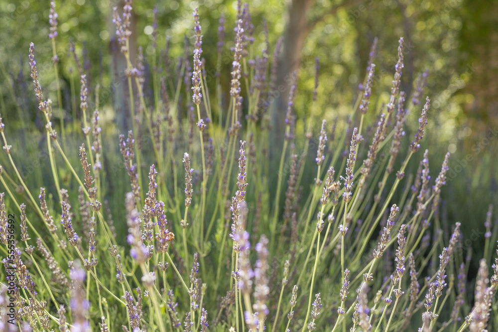 blooming lavender in the garden blooming lavender in the garden