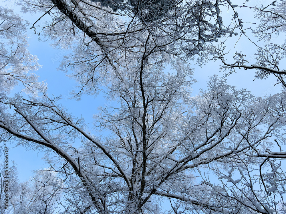 Bottom winter view on trees covered with white snow and hoar frost and with blue sky above, selective focus Bottom winter view on trees covered with white snow and hoar frost and with blue sky above, selective focus